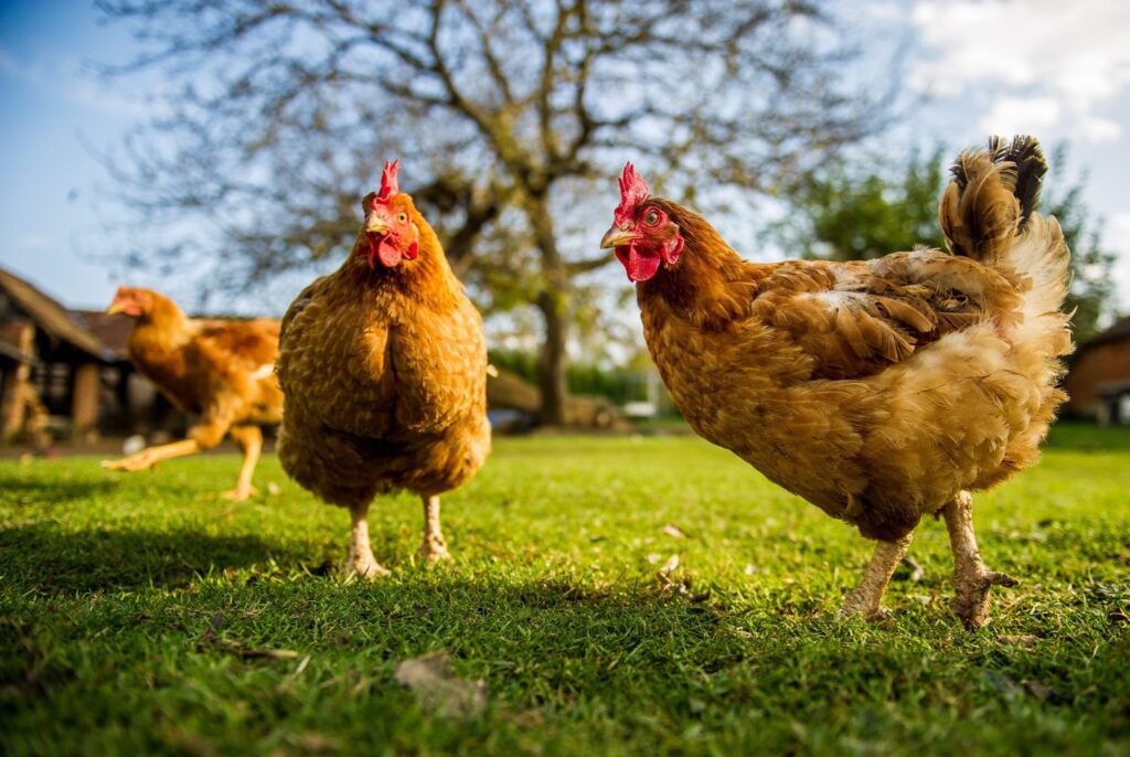 Hens grazing