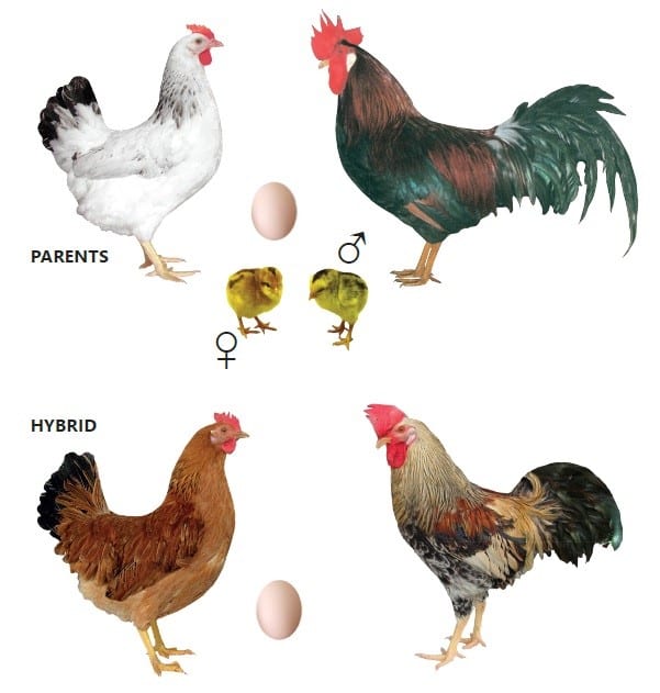 Champion Pearl Egger Chicken