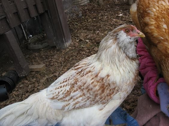 Easter Egger Chicken