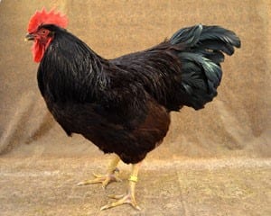 Rhode Island Red Chicken