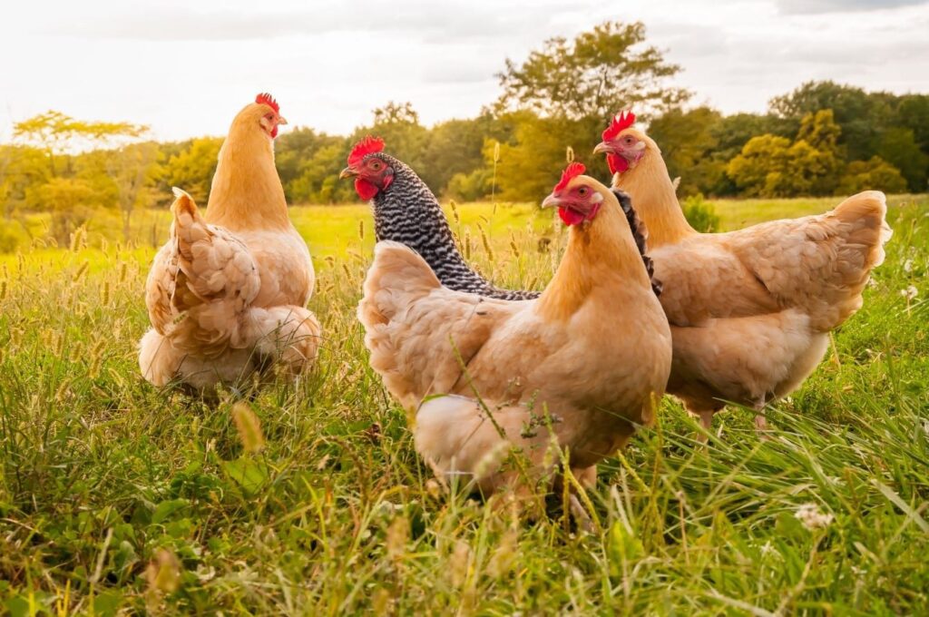 Chicken flock