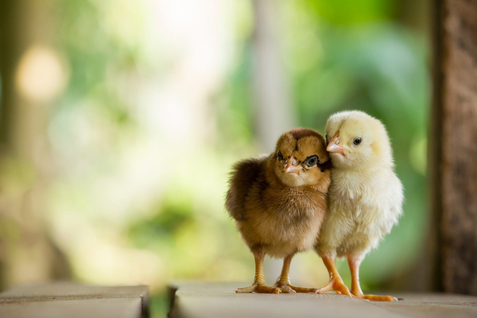 Sexing Chicks: How to Determine Gender of Your Chickens | Freedom Ranger  Hatcheries