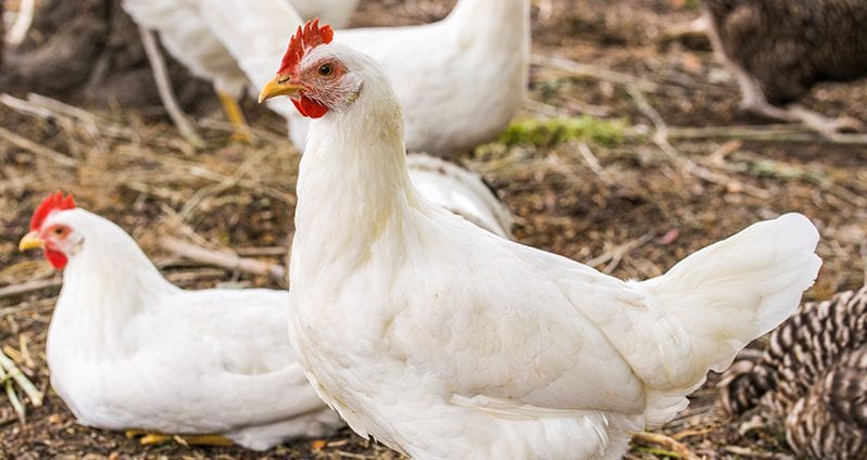 Broiler chickens