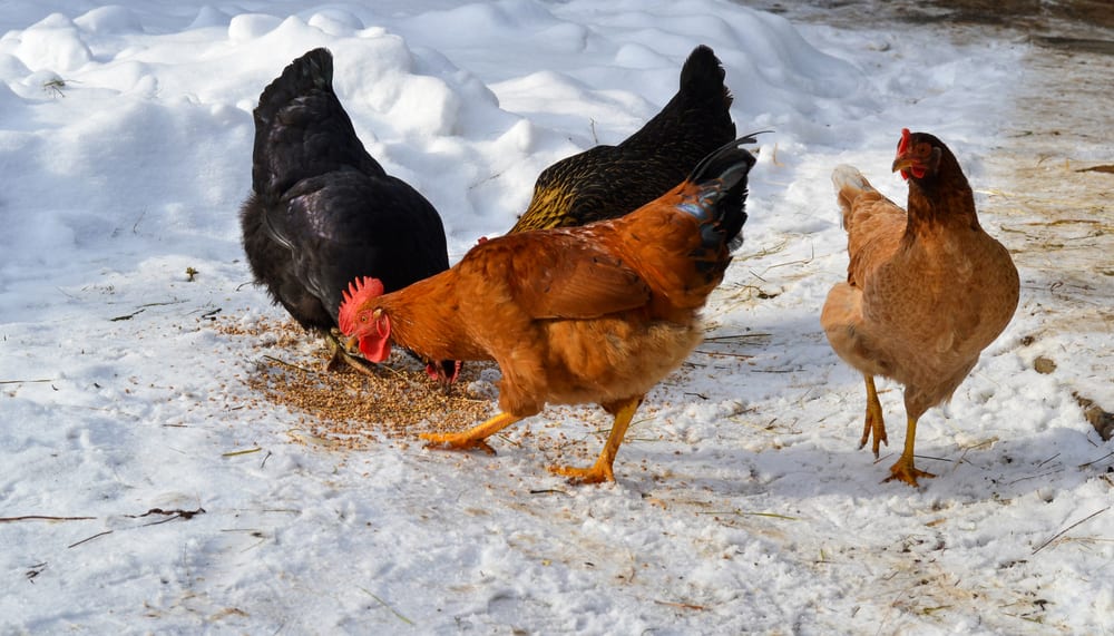 Chickens outside of coop in the snow