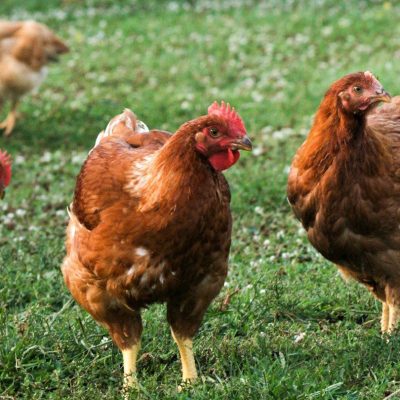 a group of color range broilers