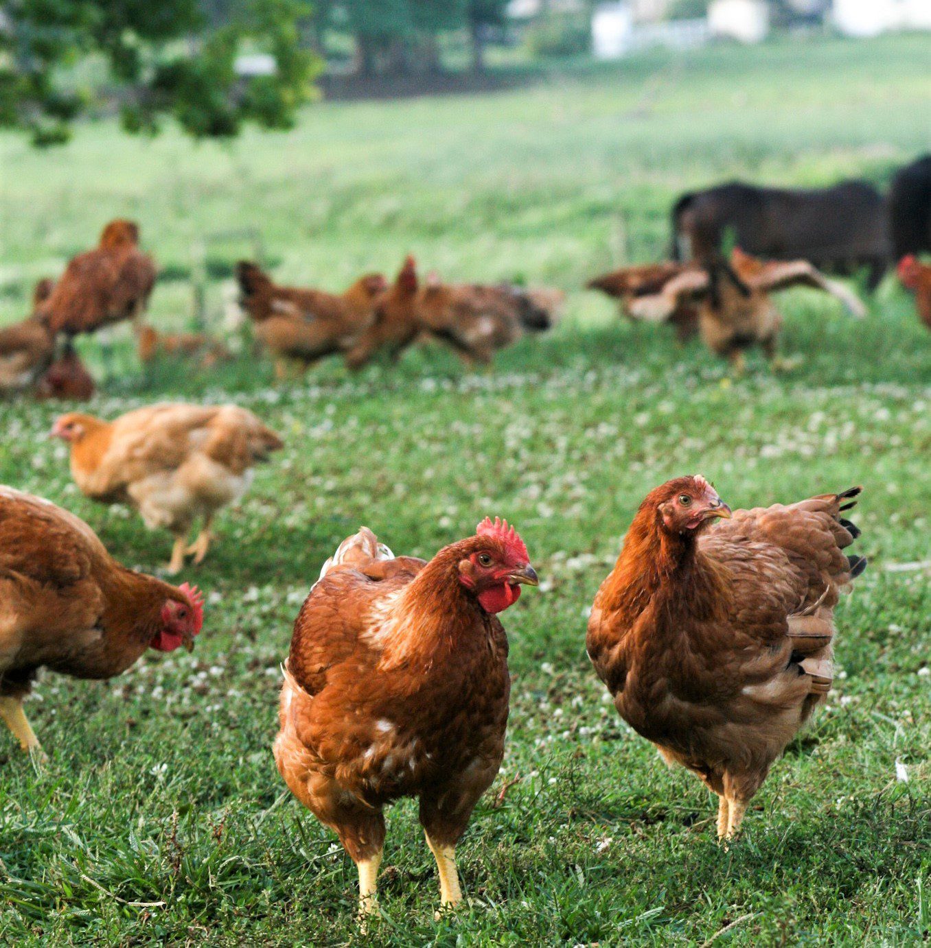 Freedom Ranger Chickens, Broilers