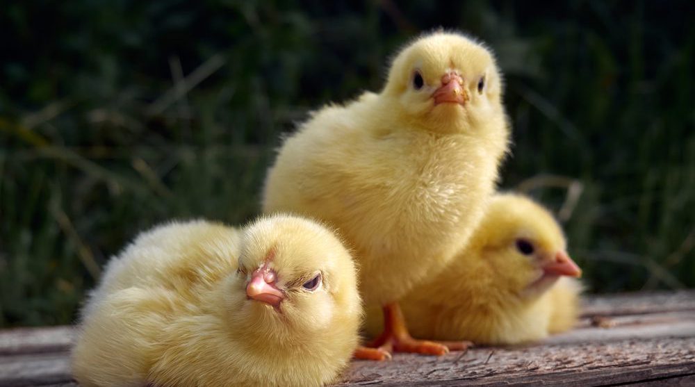 Group of Baby Chicks