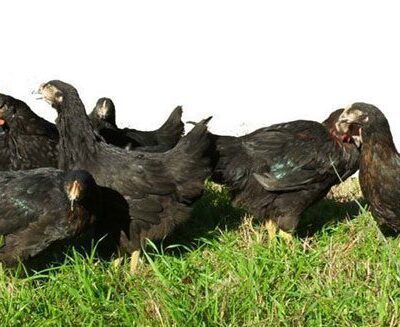 a row of Aquila chickens in the grass