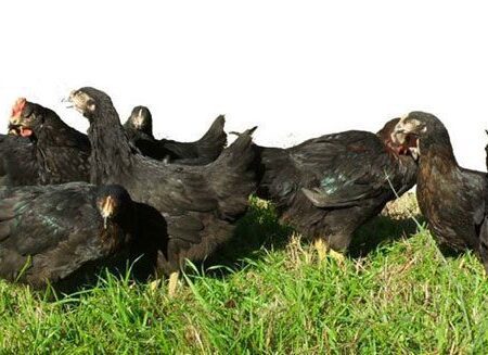 Dual-Purpose Chicken Breeds