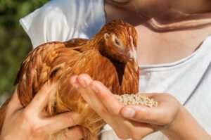 A woman holding a chicken in her arms while trying to get him to eat feed from her palm.