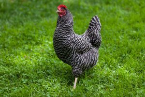 A Kosher King chicken in the grass.