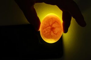 A person shines a light through an egg to check on the embryo’s development.