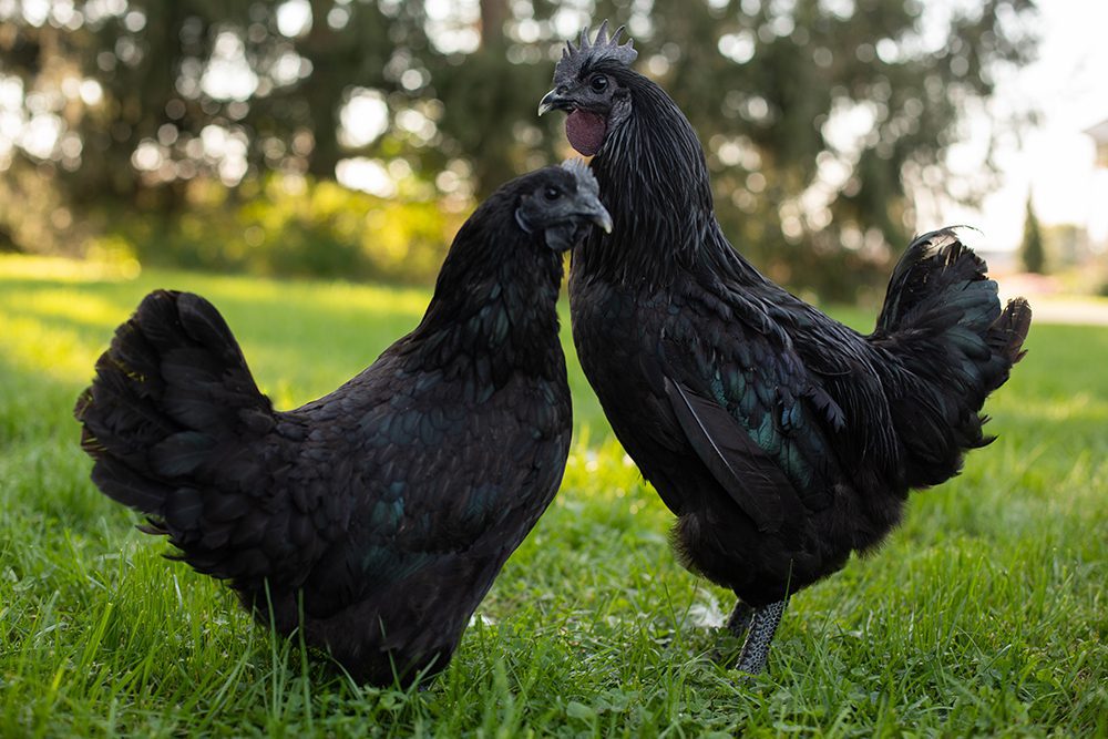 The Black Diamond Chicken is a black-feathered chicken with a sprinkling of brown feathers