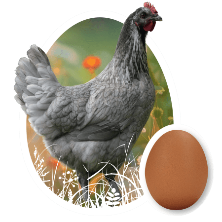 Egg Layers