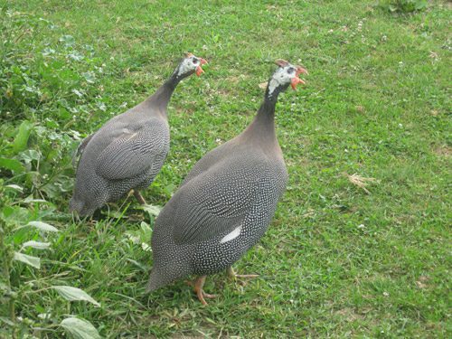 What Do Guineafowl Eat? (Complete Guide)