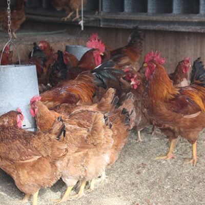 New Hampshire Chickens around the feeder