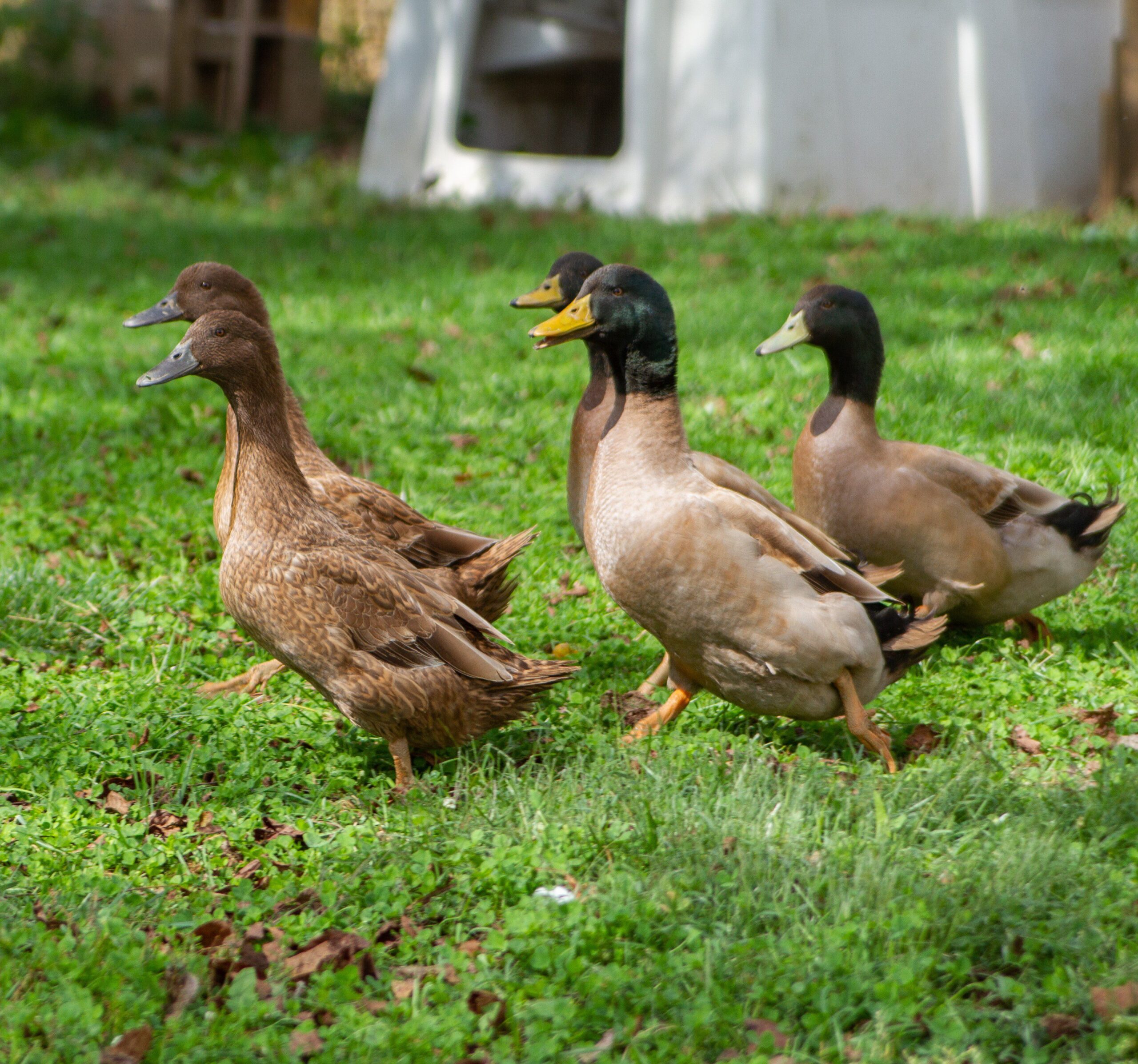 Khaki Campbell Ducks Freedom Ranger’s Family of Hatcheries.