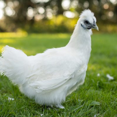 White Silkie