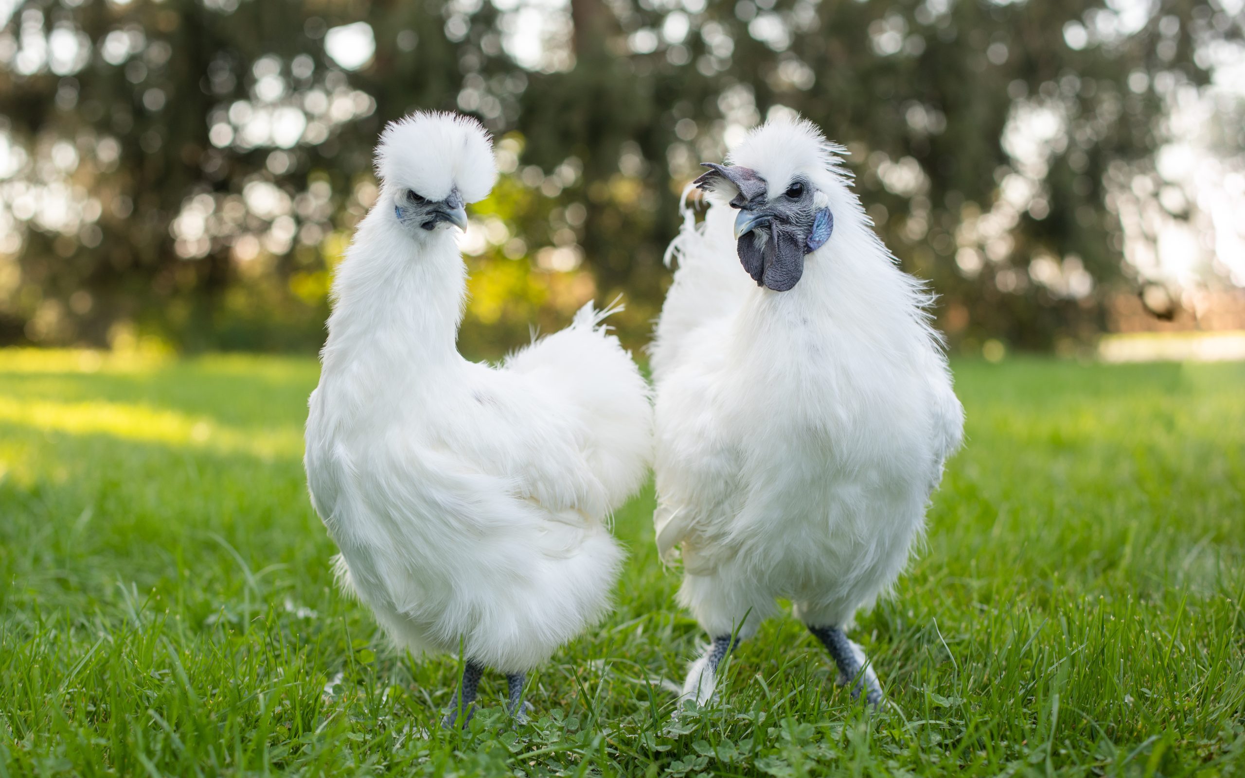 Silkie Chickens Bantam Silkies Freedom Ranger Hatcheries