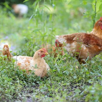 Freedom Ranger Color Yield Hens