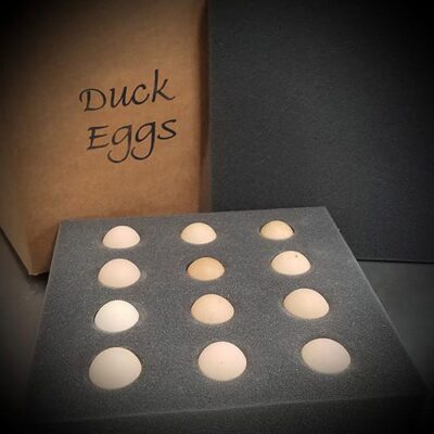 Duck Eggs in holder