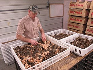 man caring for baby chickens