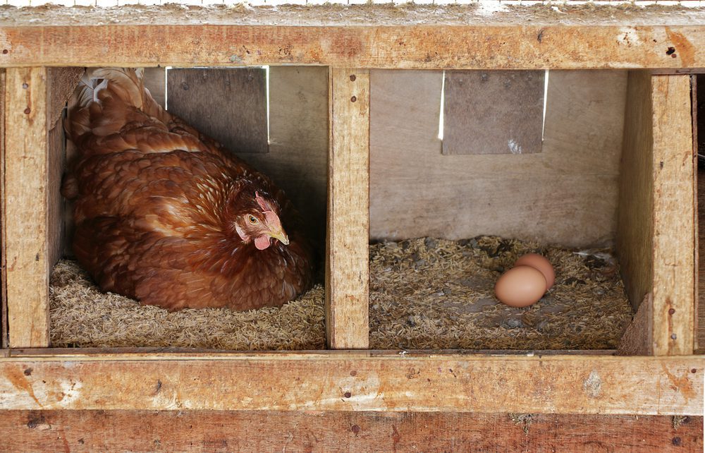 When Do Chickens Start Laying Eggs Breeds And What To Expect 