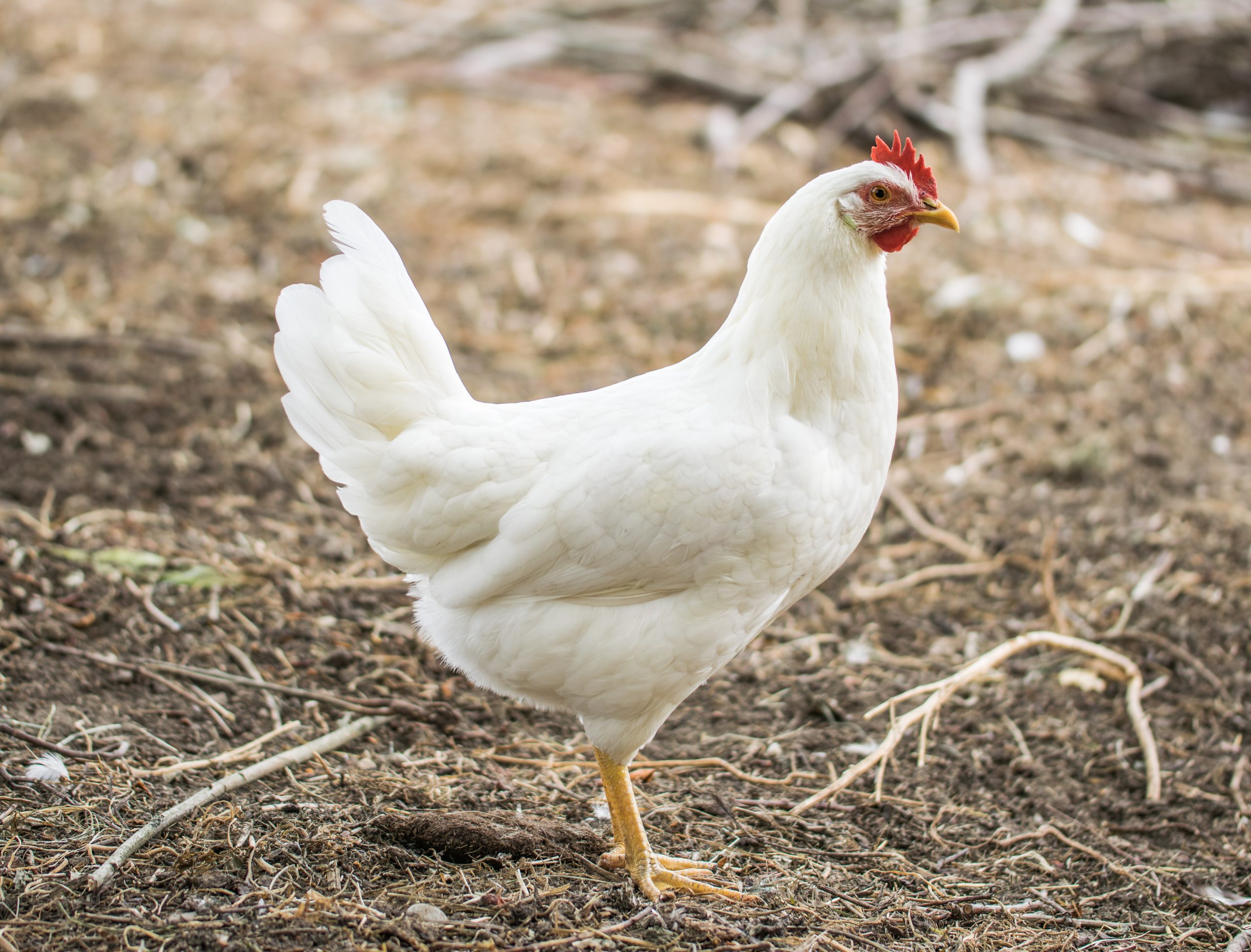 Novogen White Egg Layer Chickens | Hillside Hatchery