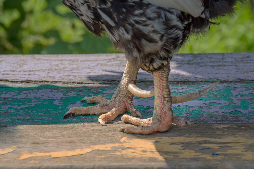 A rooster's legs, spurs, and feet are standing on a wooden board.