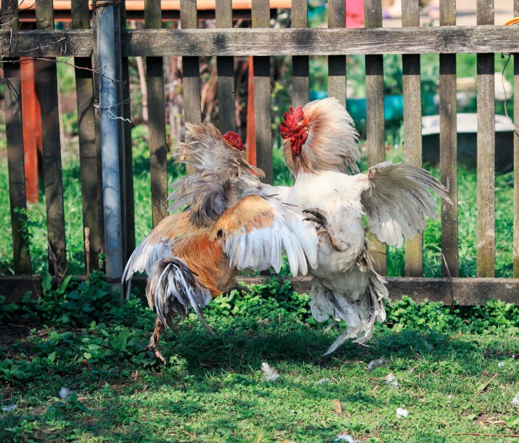 Dealing With An Aggressive Rooster