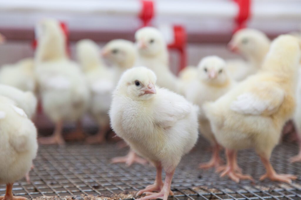 Baby chicks stand in a brooder on a poultry farm.