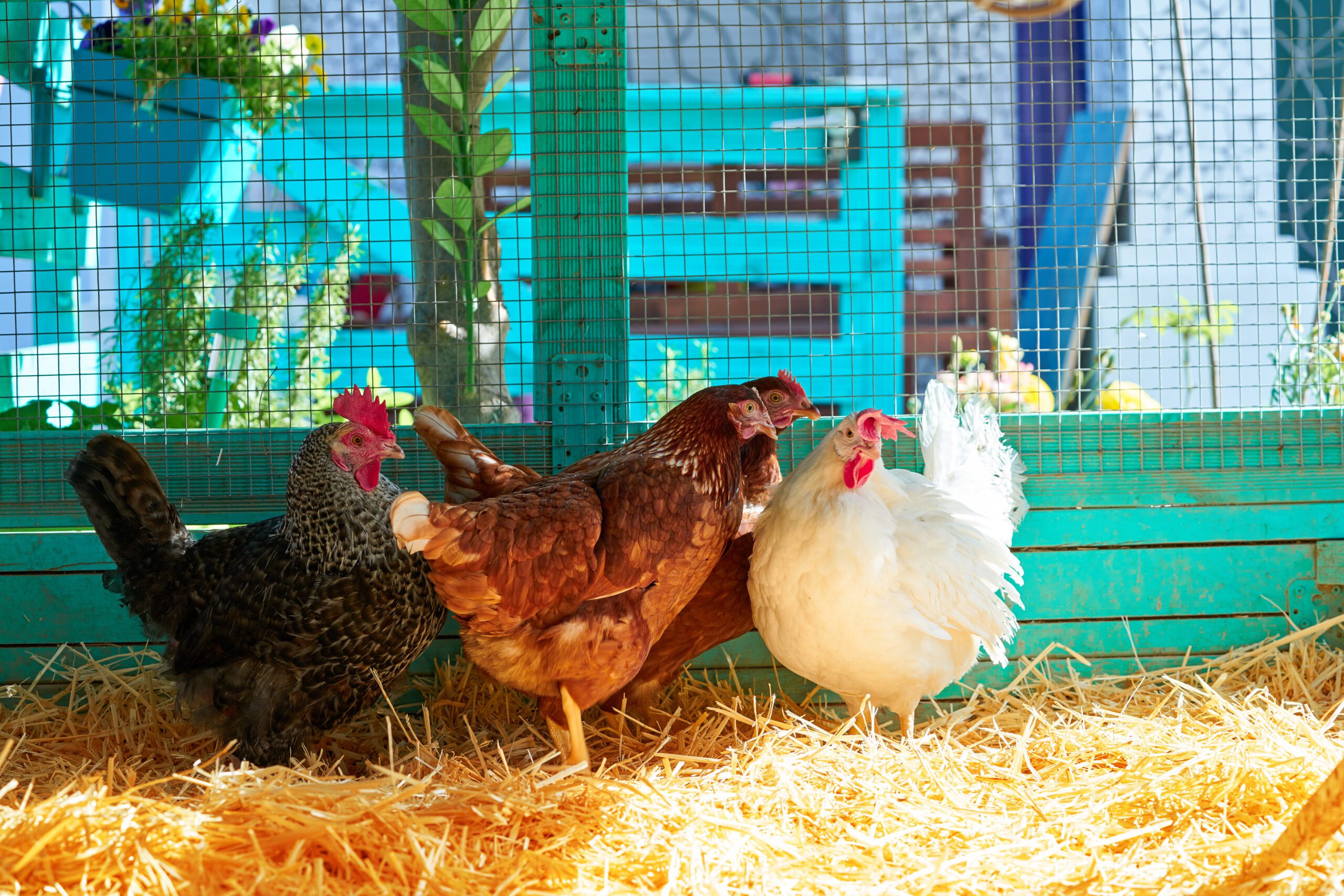 thumbnail image 2 of KOOP CLEAN Chicken Coop Bedding – Natural Hay & Straw Mix, 2.4 CF 2 of 6