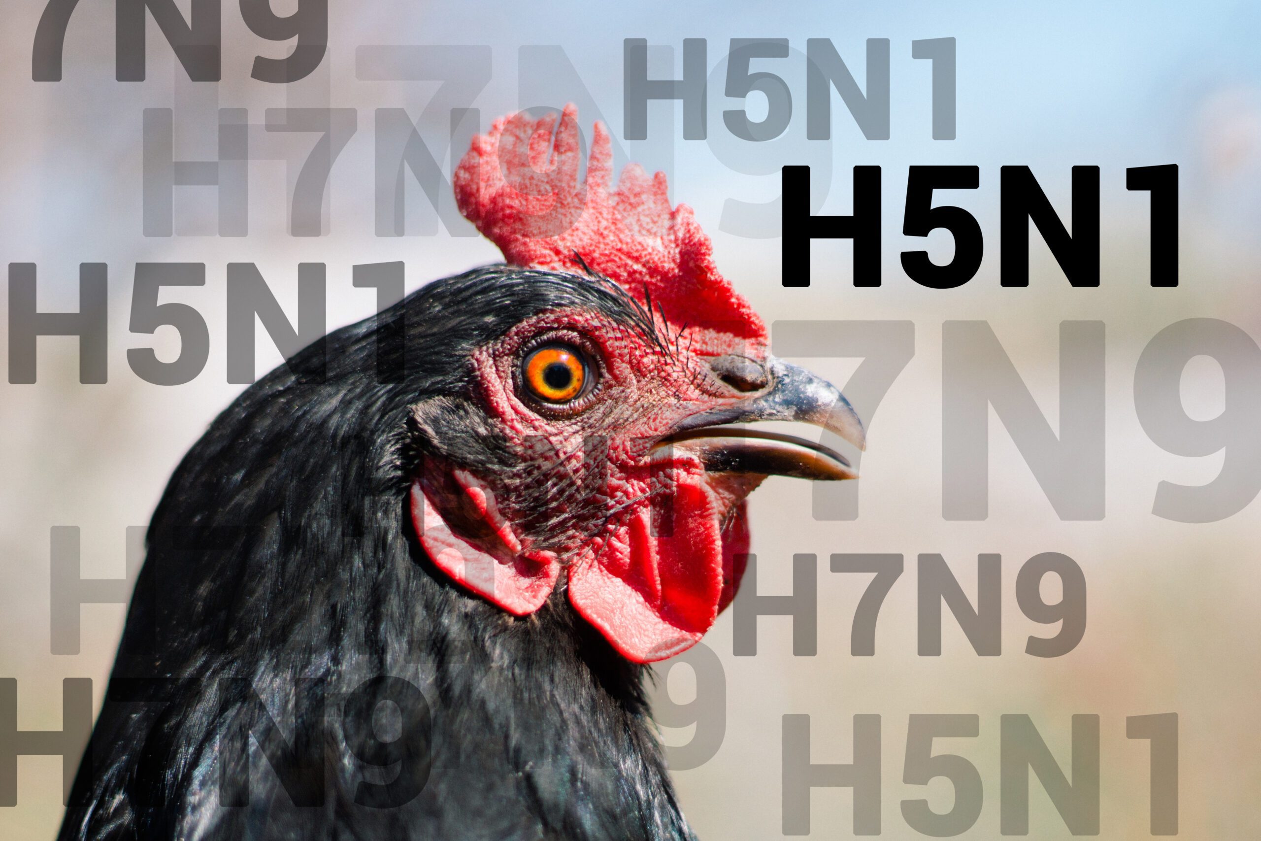 Avian Flu & High Egg Prices in 2022 Freedom Ranger Hatcheries