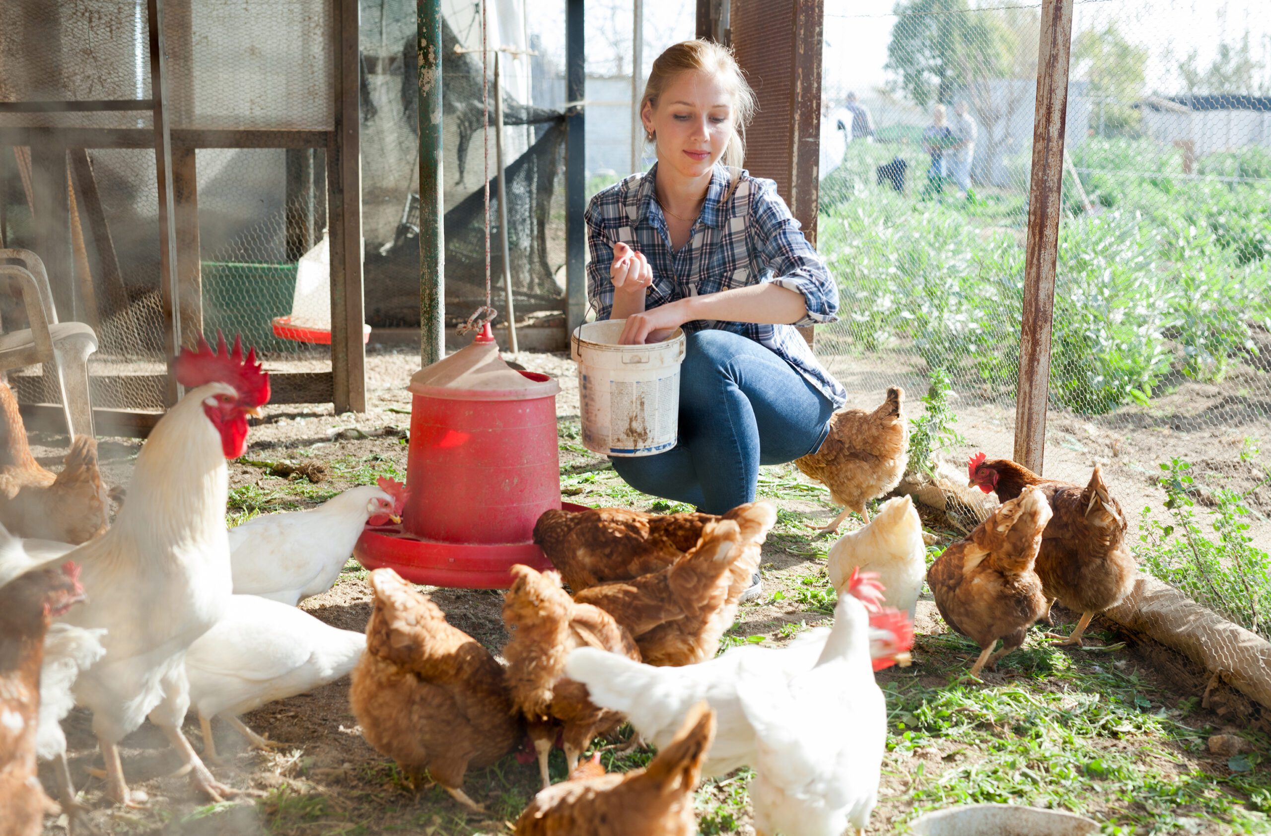 The Benefits of Fermenting Chicken Feed | Freedom Ranger Hatcheries The Benefits of Fermenting Chicken Feed | Freedom Ranger Hatcheries