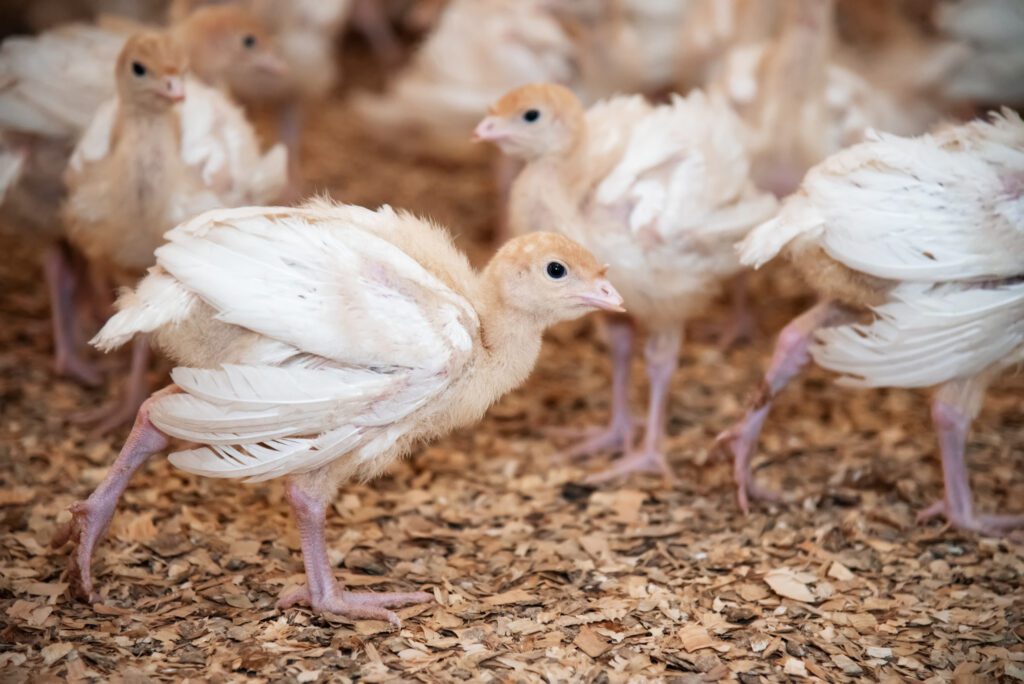 Turkey poults walk around on wood shavings.