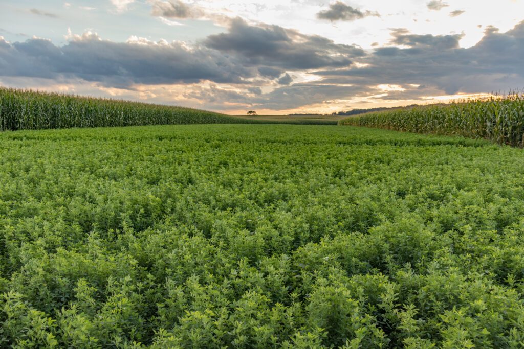 An alfalfa field between two cornfields at dusk.
