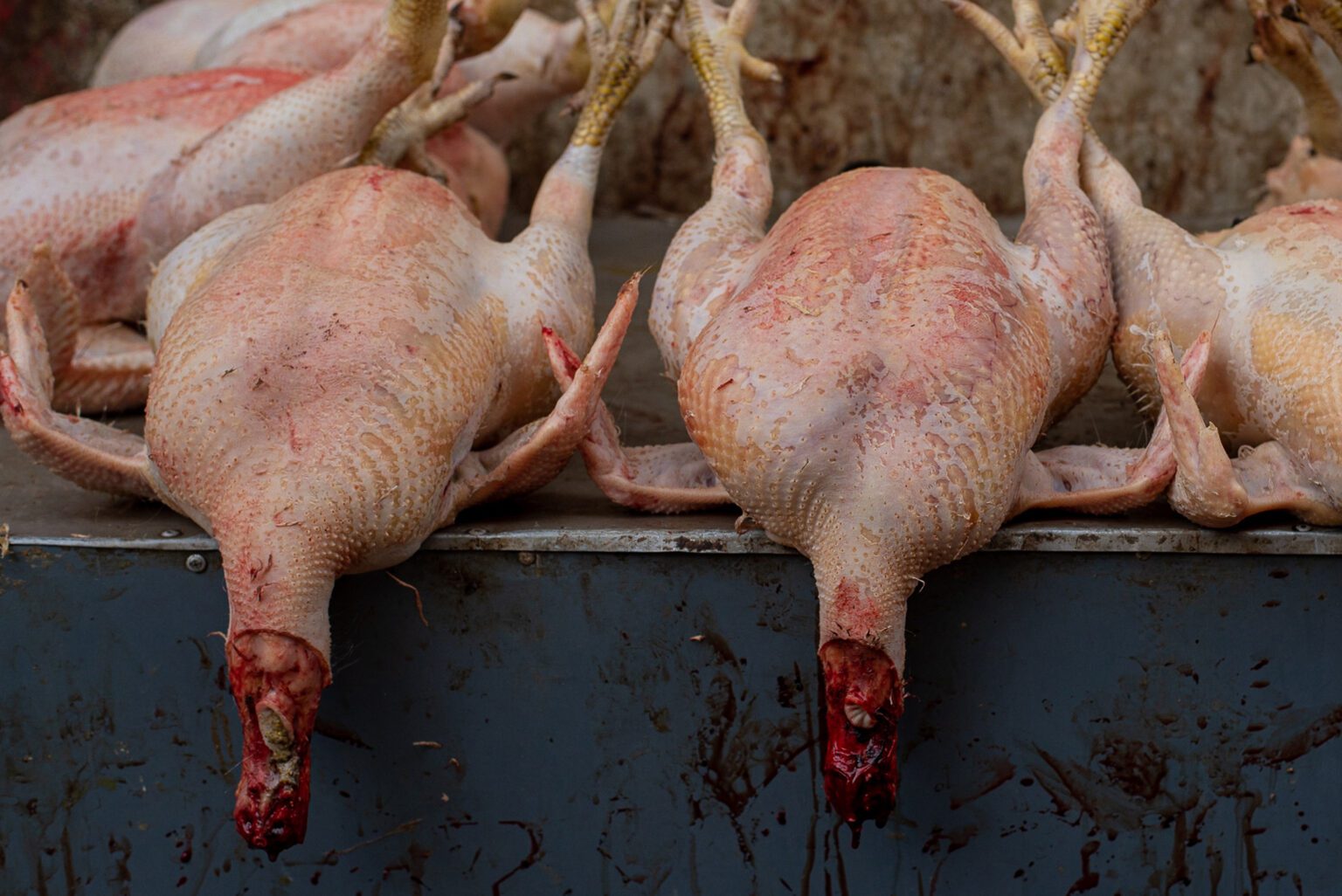 Processing of Poultry at Home | Freedom Ranger Hatchery