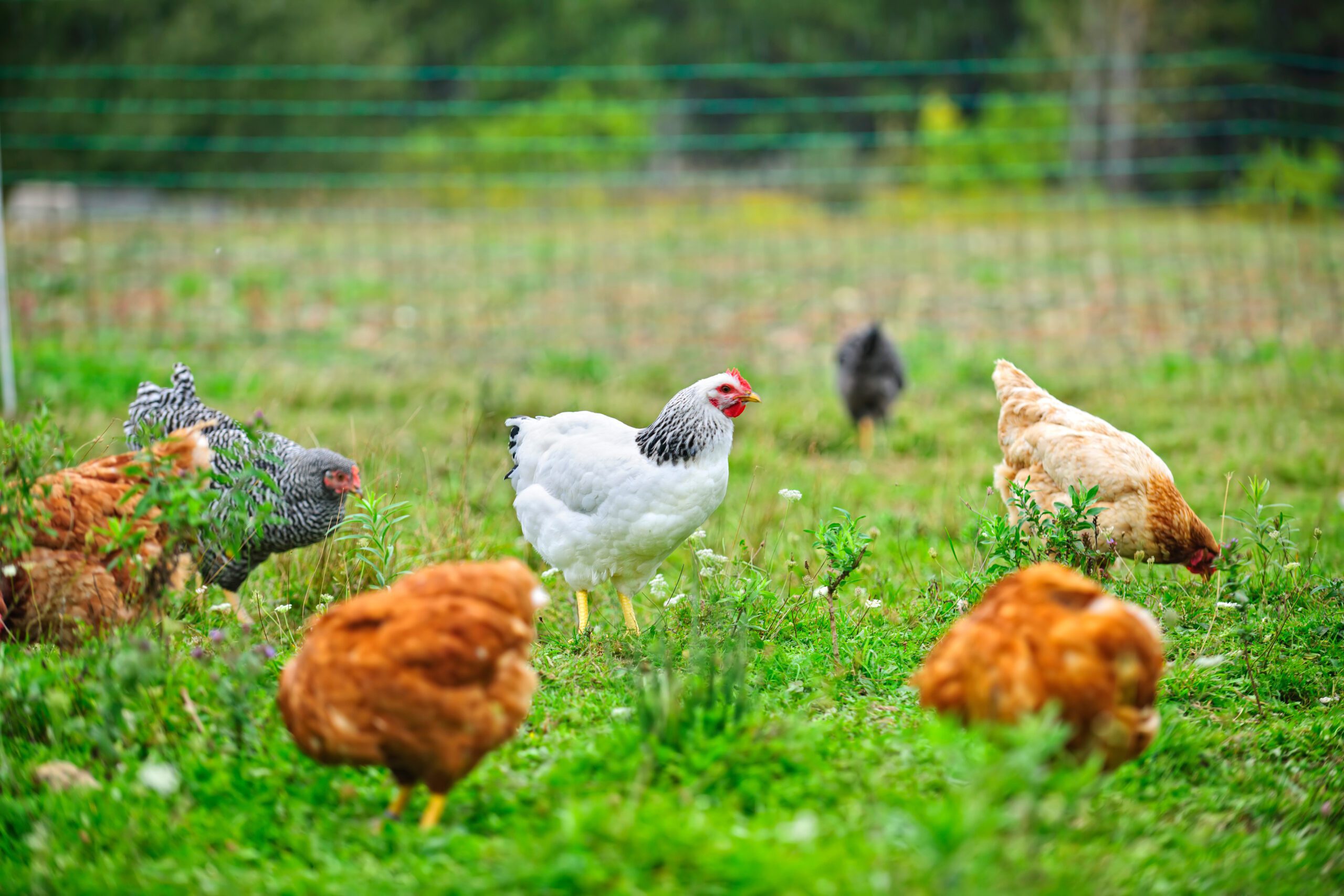 Sustainable Chicken Farming  Freedom Ranger Hatcheries Blog