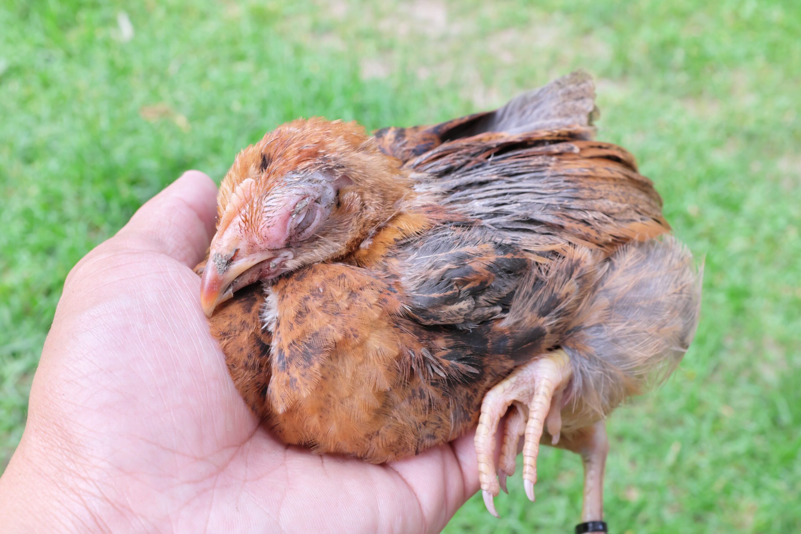 Infectious Coryza in Chickens | Freedom Ranger Hatcheries Blog