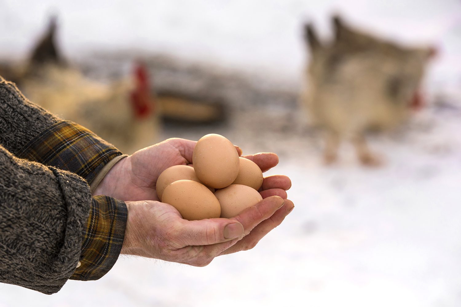 How to Keep Chickens Laying Eggs in the Winter | Freedom Ranger Hatchery