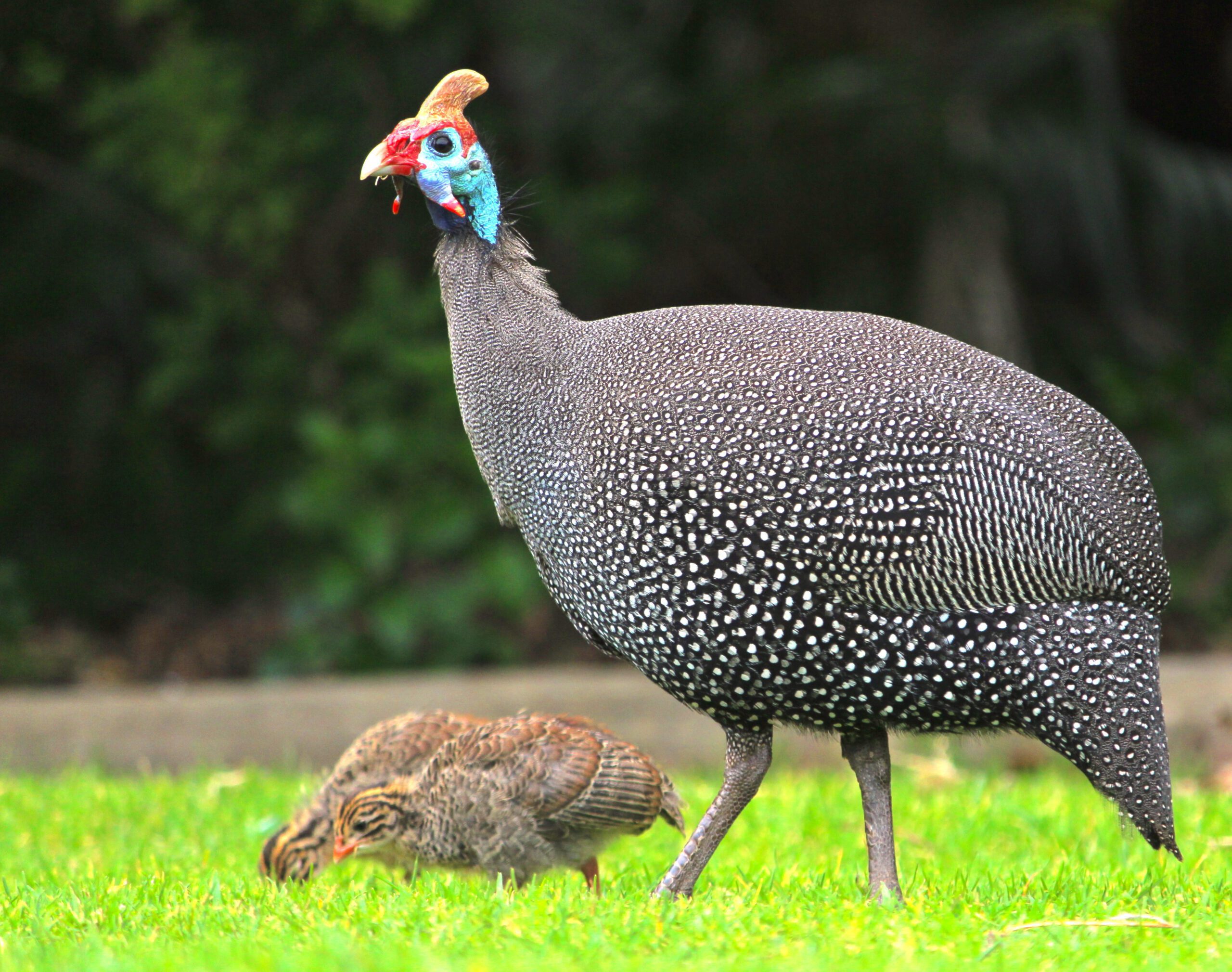 Raising Guinea Fowl  Freedom Ranger Hatchery