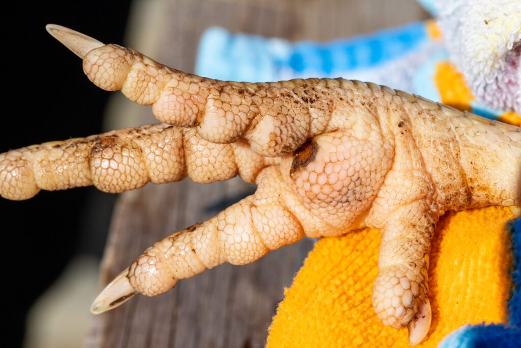 A close-up of a chicken’s foot infected with bumblefoot