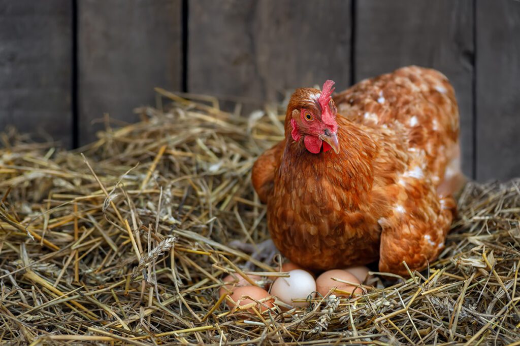 A hen laying on some eggs in straw.