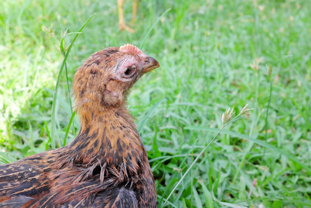 A chicken with swollen eyes.