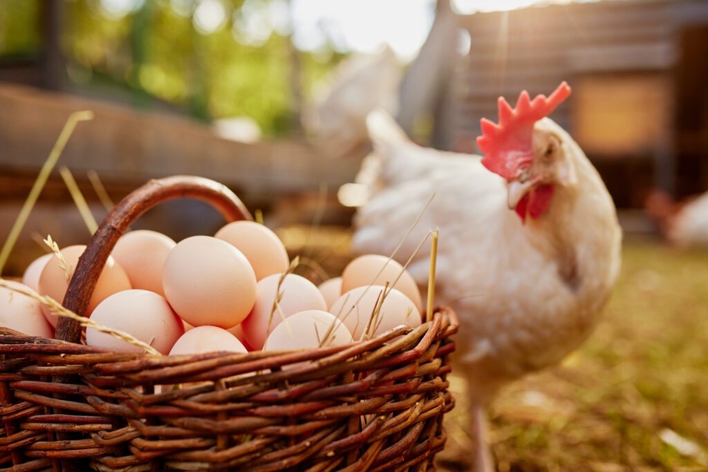 White Chickens Eggs