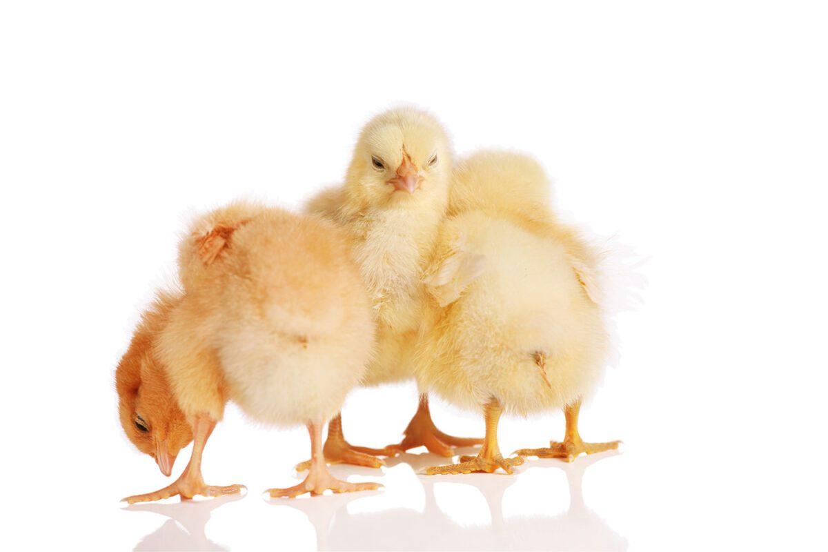 Group of fluffy baby chicks huddled together.