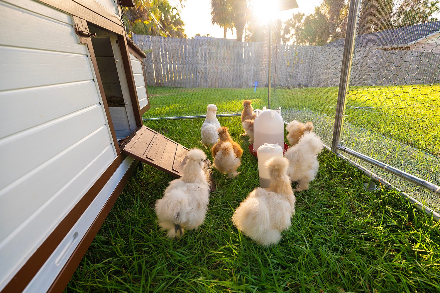 Owning Chickens for Beginners | Freedom Ranger Hatchery